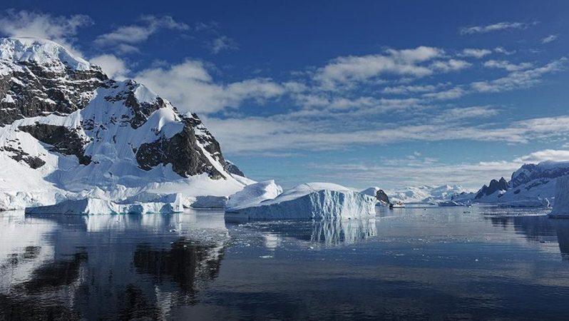 Antarktika’da farklı keşif: Yeni canlı tipi bulundu… Çileğe benziyor; 20 kolu var