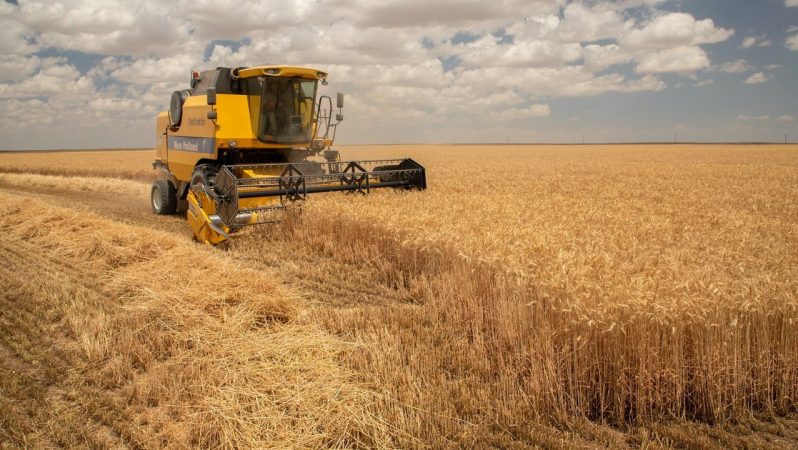 Buğday fiyatları geriledi; mısır ve soya arttı