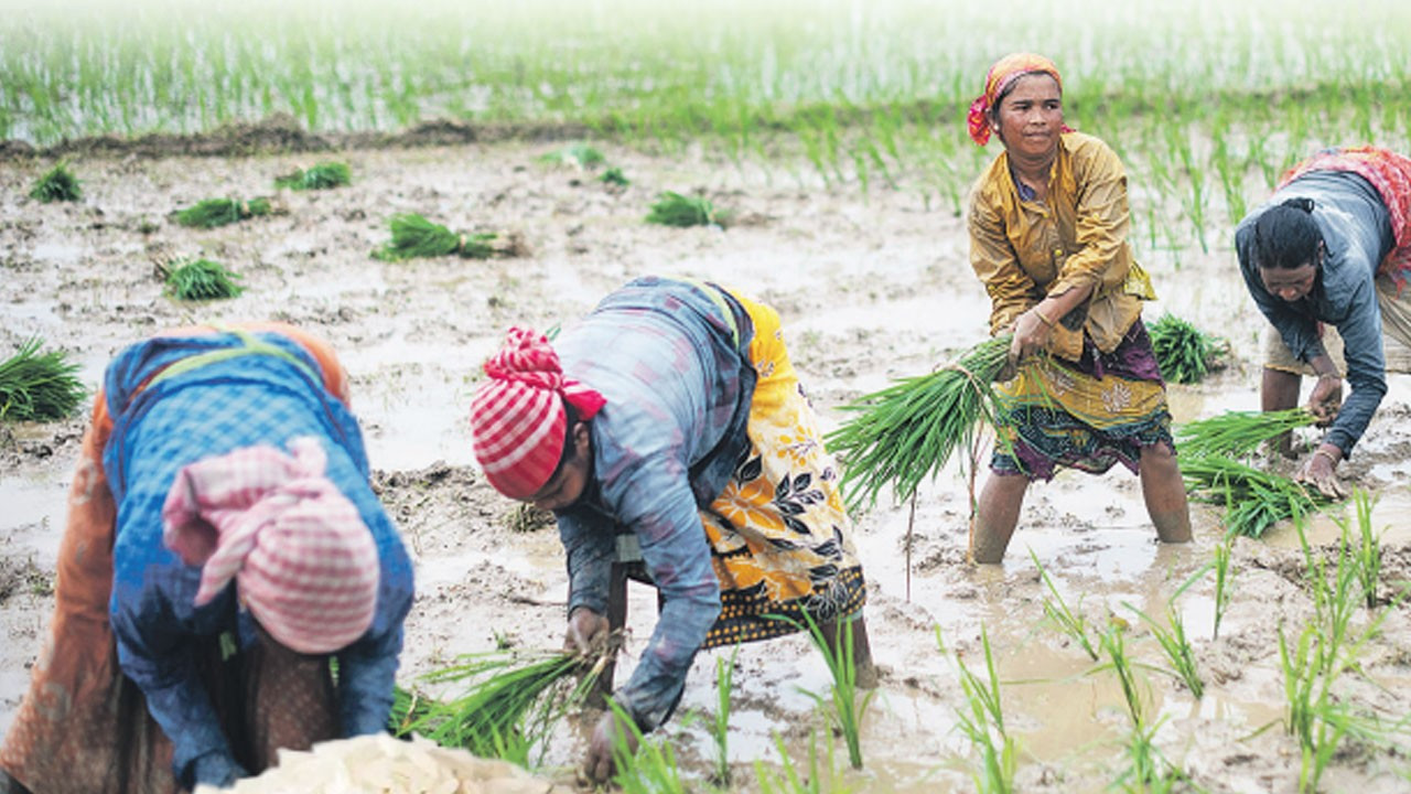 Hindistan ‘pirinç yasakları’nı artırdı, fiyatlar% 3 yükseldi