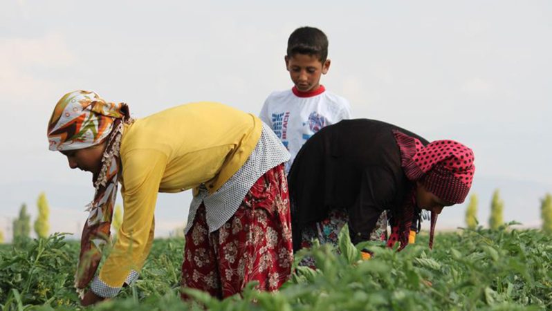 TZOB Lideri Şemsi Bayraktar: Çiftçilerin borçları giderek artıyor