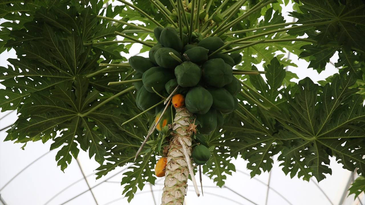 Antalya’da papaya üretimi artıyor