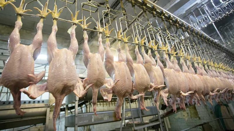Tavuk eti üretimi  yıllık bazda yüzde 1,4 arttı