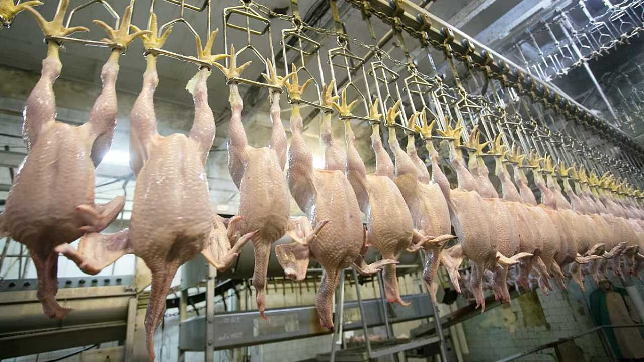 Tavuk eti üretimi kasımda yıllık bazda yüzde 1 arttı