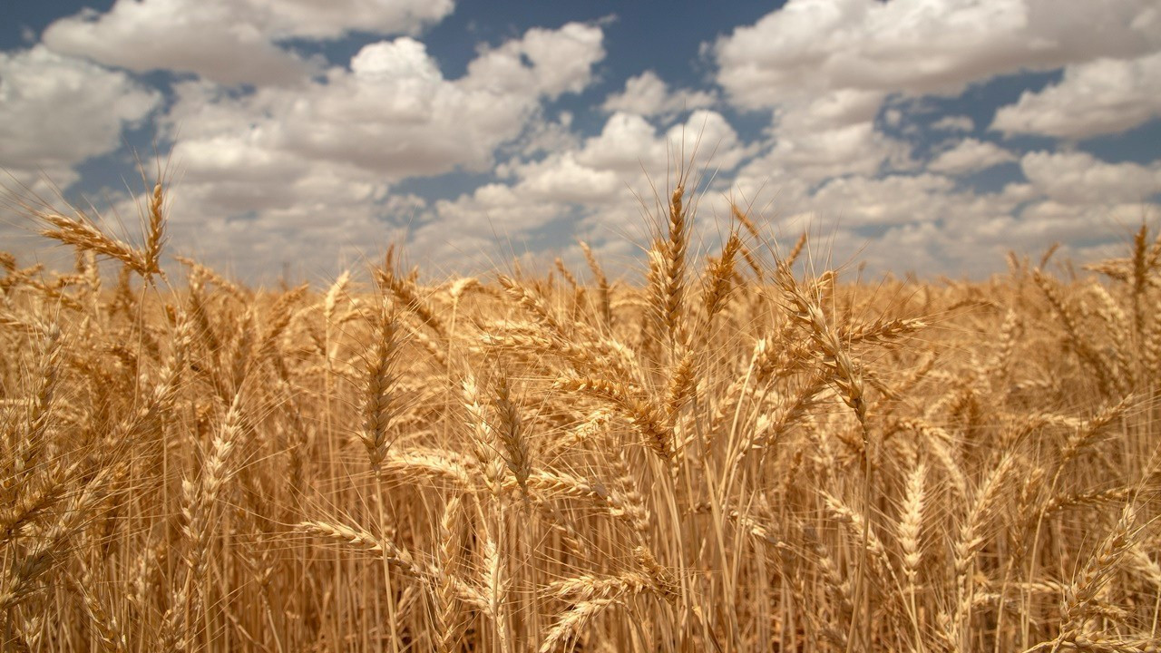 Mısırdan sonra ekilen buğdayda %4’lük randıman artışı