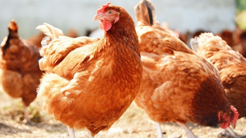 Tavuk eti üretimi ağustosta yıllık bazda yüzde 5,9 azaldı