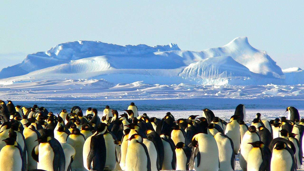 Yabani hayat tehlikede: Antarktika’da birinci defa kuş gribi tespit edildi