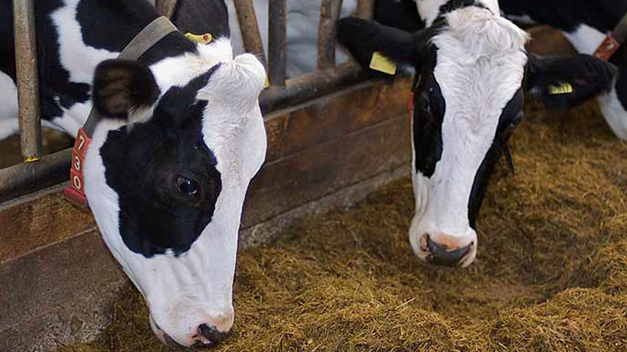 İnek sütü ölçüsü eylülde yıllık bazda yüzde 4,6 arttı