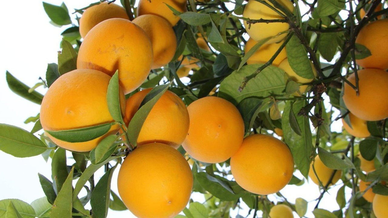 Limonda rekolte fazla üreticiler pazar arayışında