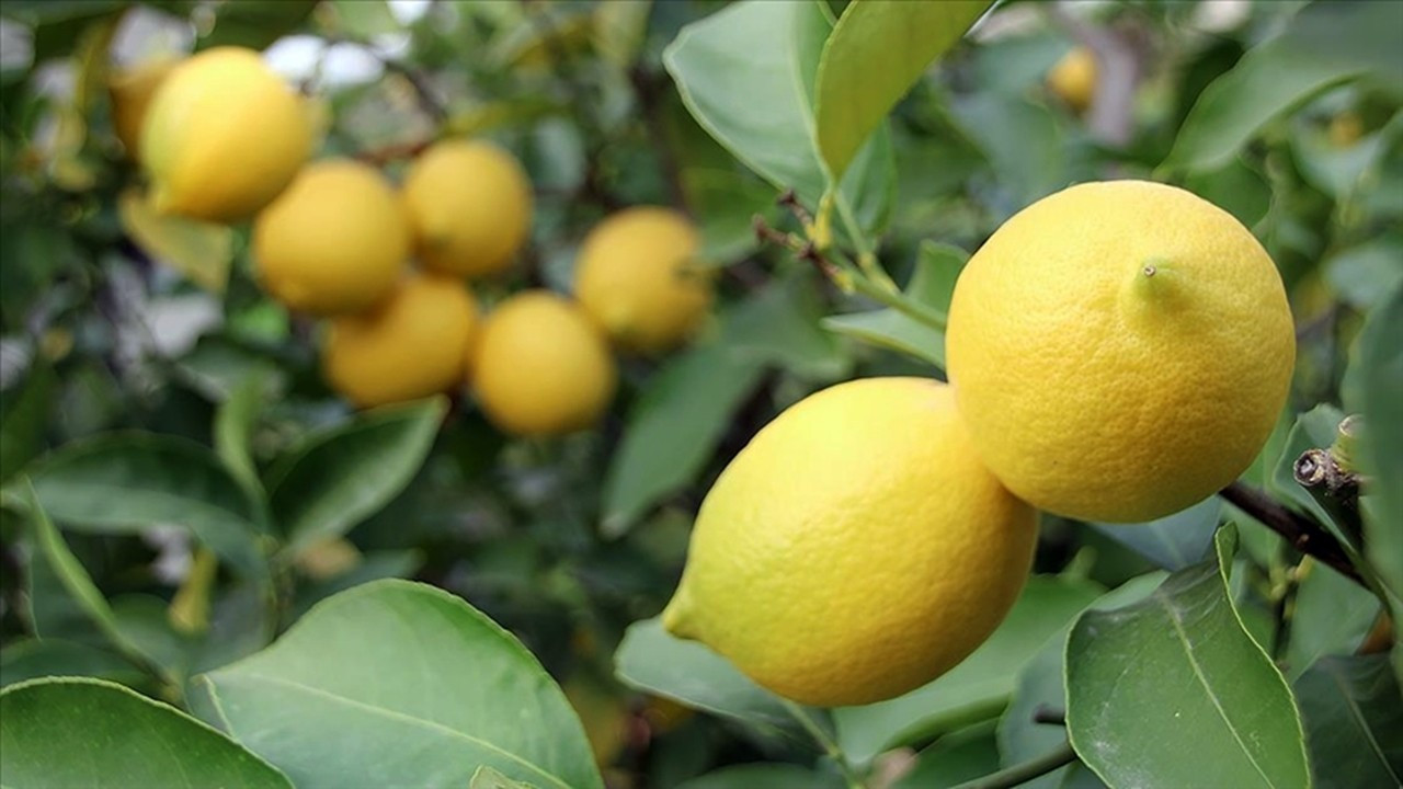 Limonda üretici ile market ortasındaki fiyat farkı yüzde 548