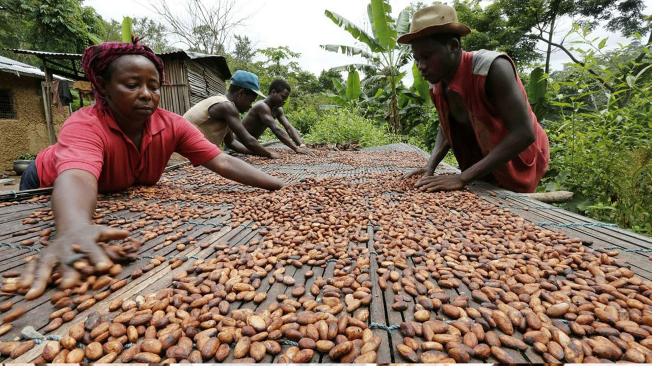 Kakao, çikolata fiyatını yüzde 80 artırdı